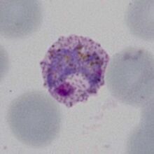 normal sized P.falciparum (round)