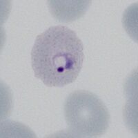 Early ring form