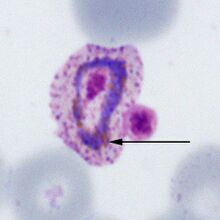 Trophozoite P.ovale