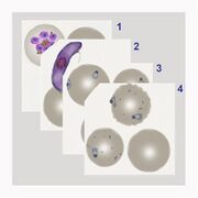 CLINICAL GALLERIES