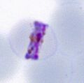 Thumbnail for version as of 12:38, 11 March 2024