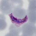 Thumbnail for version as of 12:41, 30 March 2024