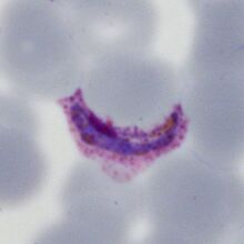 Artefactual banana form