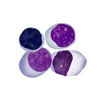 Population D lymphoid cells