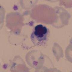 RC F anisochromia G.jpg