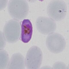 Microgametocyte: the small rod does not fully fill the erythrocyte, the residual red cell membrane is lose to the side of the membrane