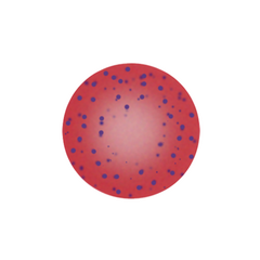 BS0A.png