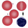 Thumbnail for version as of 14:28, 23 March 2023