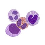 CD45-PopB.jpg
