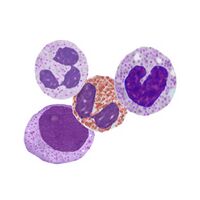 Population B granulocytic cells