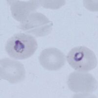 Double dot (right)