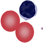 Ovalocytes