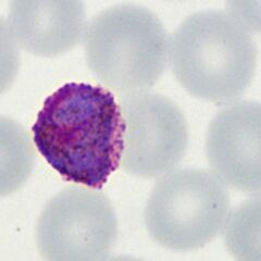Late trophozoite Similar to the previous example, the ring structure is entirely lost