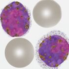 Gametocyte