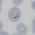 Thumbnail for version as of 14:01, 3 April 2024