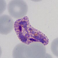 Intermediate/late trophozoite