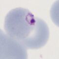 Thumbnail for version as of 13:11, 19 March 2024