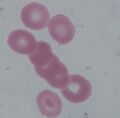 Thumbnail for version as of 13:59, 22 March 2023