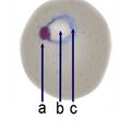 Thumbnail for version as of 11:57, 11 March 2024