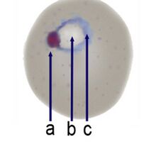 Ring c.jpg