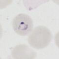 Thumbnail for version as of 17:21, 12 March 2024