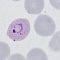 Thumbnail for version as of 12:05, 3 April 2024