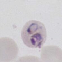 normal sized P.falciparum (round)