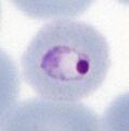Thumbnail for version as of 14:45, 17 April 2024