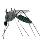ESSENTIAL MALARIA BIOLOGY
