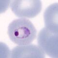 Thumbnail for version as of 12:37, 11 March 2024