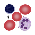 Thumbnail for version as of 14:27, 27 March 2023