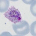 Thumbnail for version as of 10:22, 2 May 2024