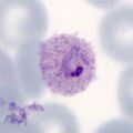 Thumbnail for version as of 10:22, 2 May 2024