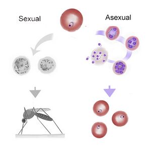 Basic schizont development (coloured images)