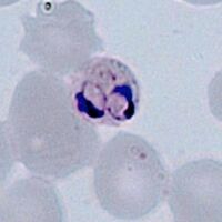 Multiple infection