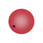 Howell Jolly Body