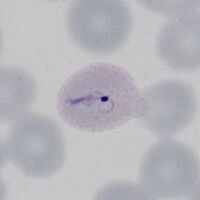 Early elongation, Stinton's dots