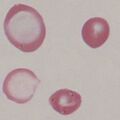 Thumbnail for version as of 16:12, 6 March 2023