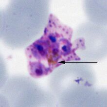 Schizont P.ovale