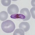 Thumbnail for version as of 12:41, 30 March 2024