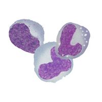 Population C monocytic cells