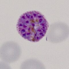 Late trophozoite Similar to the previous example, the ring structure is entirely lost