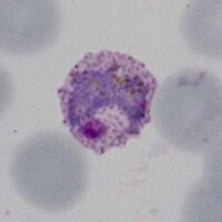 Intermediate trophozoite