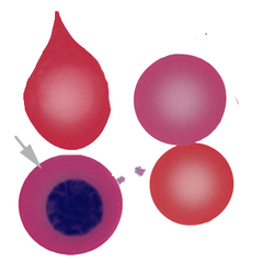 Nrbc1.png