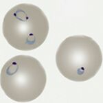 Early trophozoite