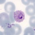 Thumbnail for version as of 19:58, 4 May 2024