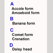 FORMS DESCRIBED