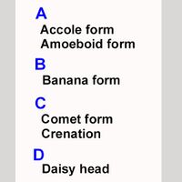 INDEX OF FORMS