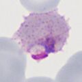 Thumbnail for version as of 13:12, 19 March 2024