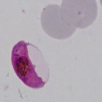 PFG-main image.jpg